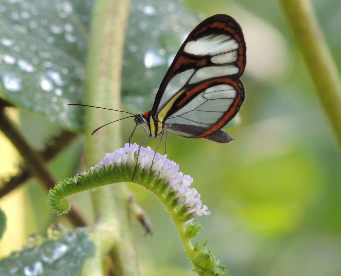 Danielle's clearwing butterfly_edited.jpg