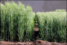 Conventional wheat (left) and semi-dwarf wheat (right). These strains,... |  Download Scientific Diagram