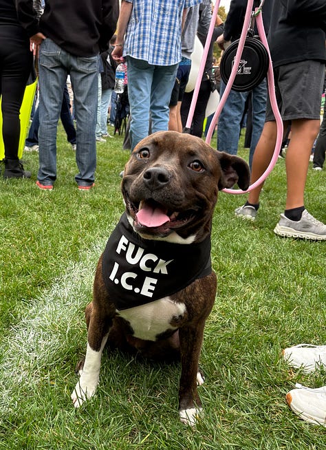 Various protesters and dogs with signs at a NO KINGS rally