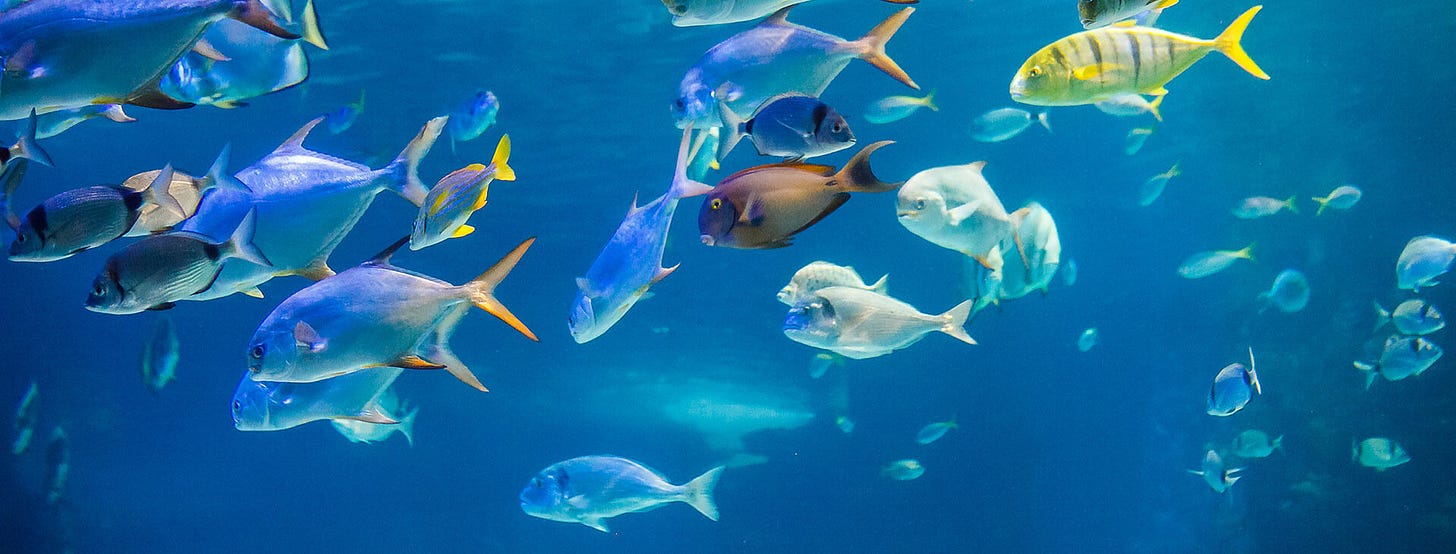 Marine Biodiversity, Fisheries and Ocean Post-2020: Implications for the  Global Biodiversity Framework - EBCD