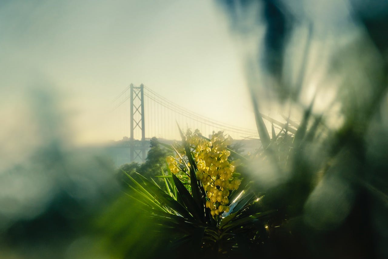 The 25 de Abril bridge seen from the Tapada das Necessidades.