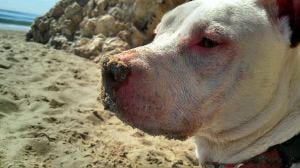 SB - Douglass beach - sandy dog SB - Douglass beach - sandy dog