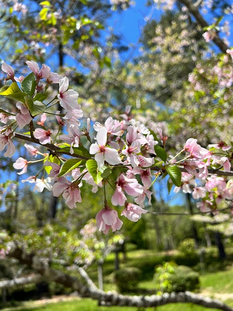 flowers from the birmingham botanical gardens