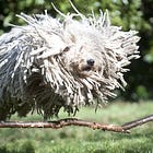 The Novel as Shaggy Dog Joke