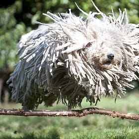 The Novel as Shaggy Dog Joke