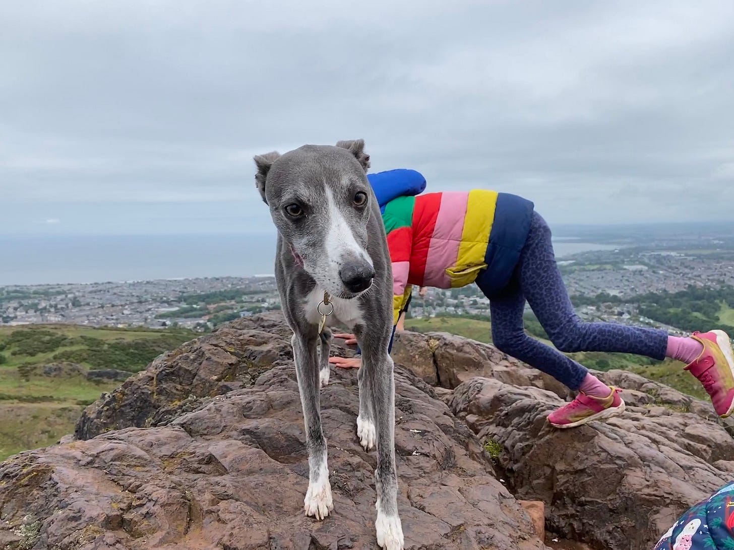 greyhound and girl merged
