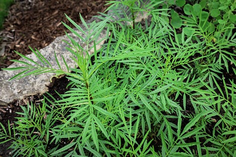 various herb plants from Latin America