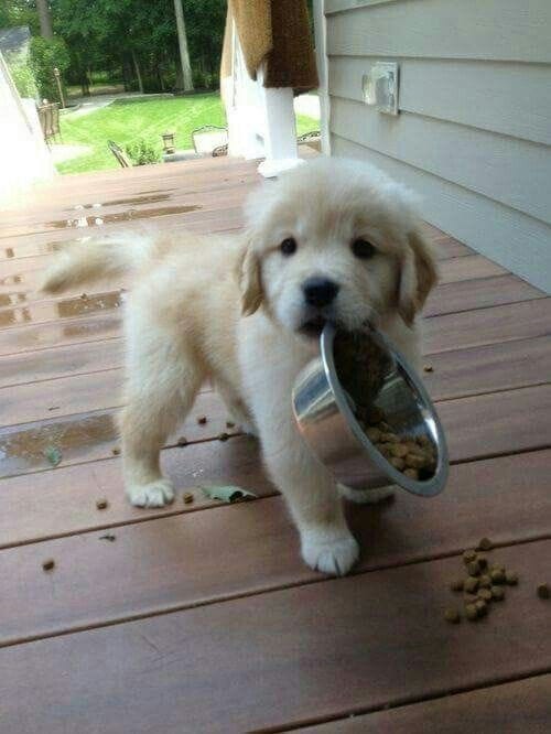 This may contain: a puppy holding a metal bowl in it's mouth while standing on a porch