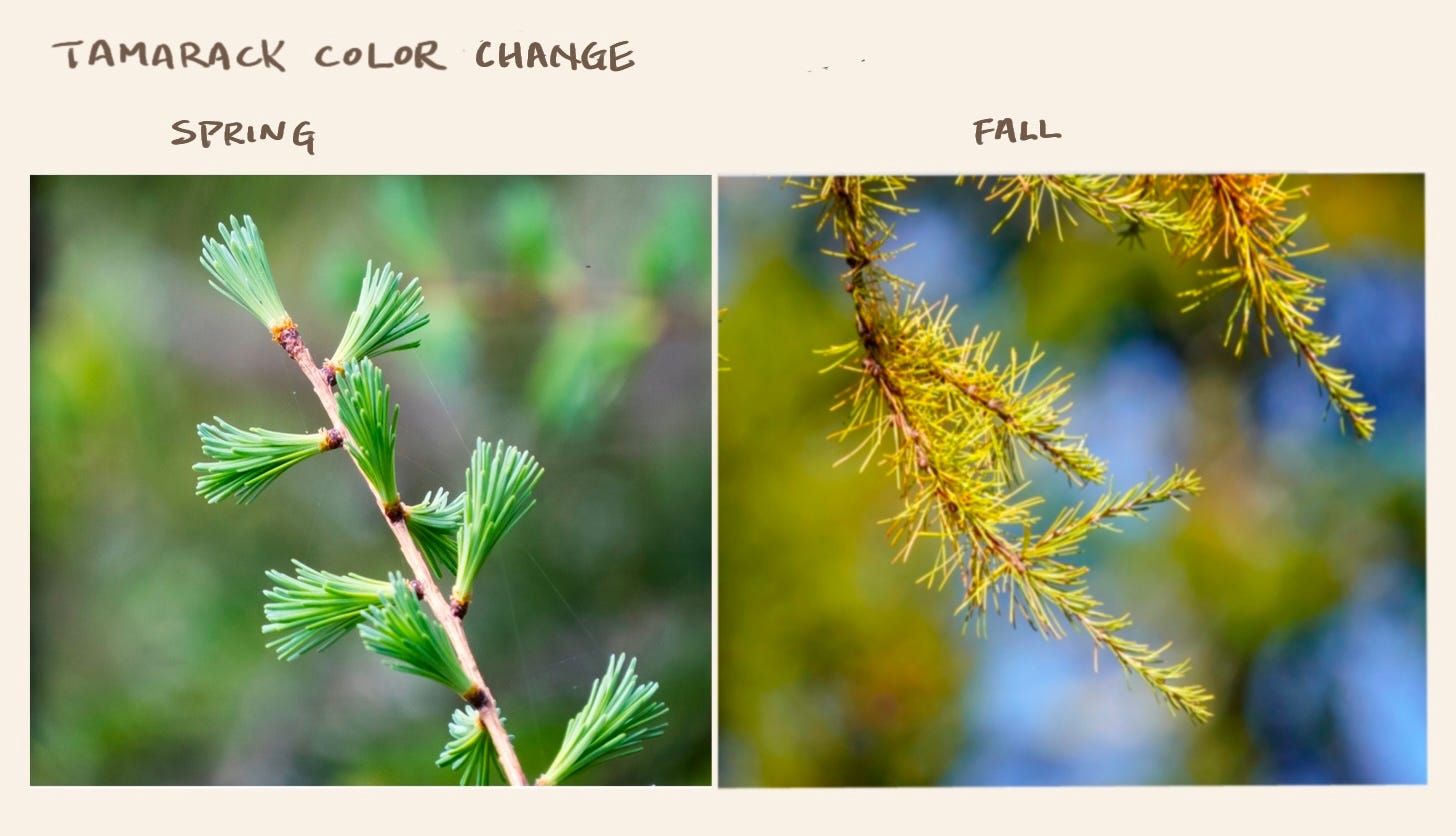 Tamarack - a true gem - by Bree - Leafy Pages