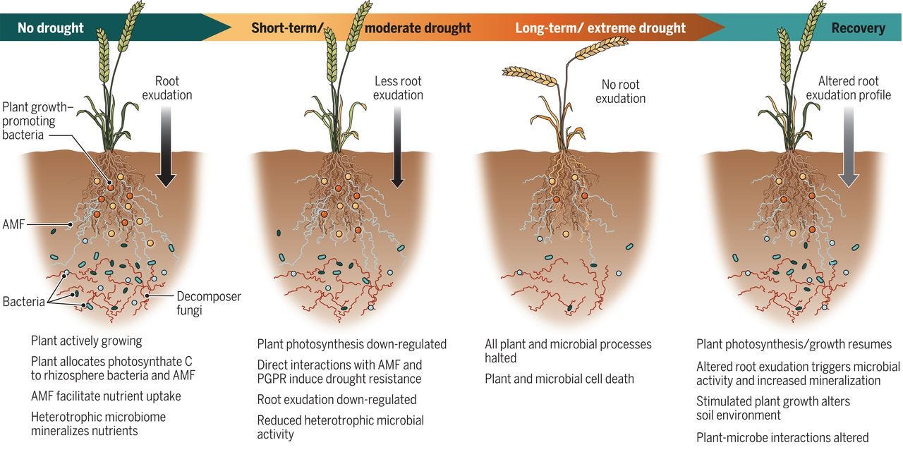 Illustration of root microbiome Illustration of root microbiome