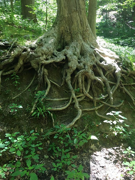 Rooted: Pics of tree and weed roots