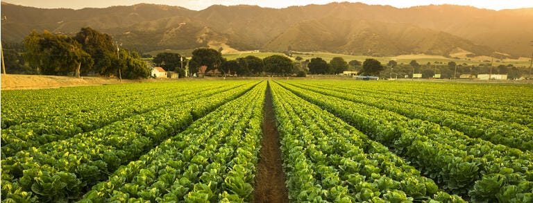 Crops grow on fertile farm land panoramic before harvest
