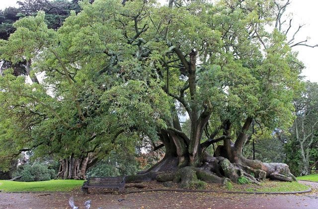 A celebration of trees: June: A few Auckland notables | Tree, Unique ... A celebration of trees: June: A few Auckland notables | Tree, Unique ...