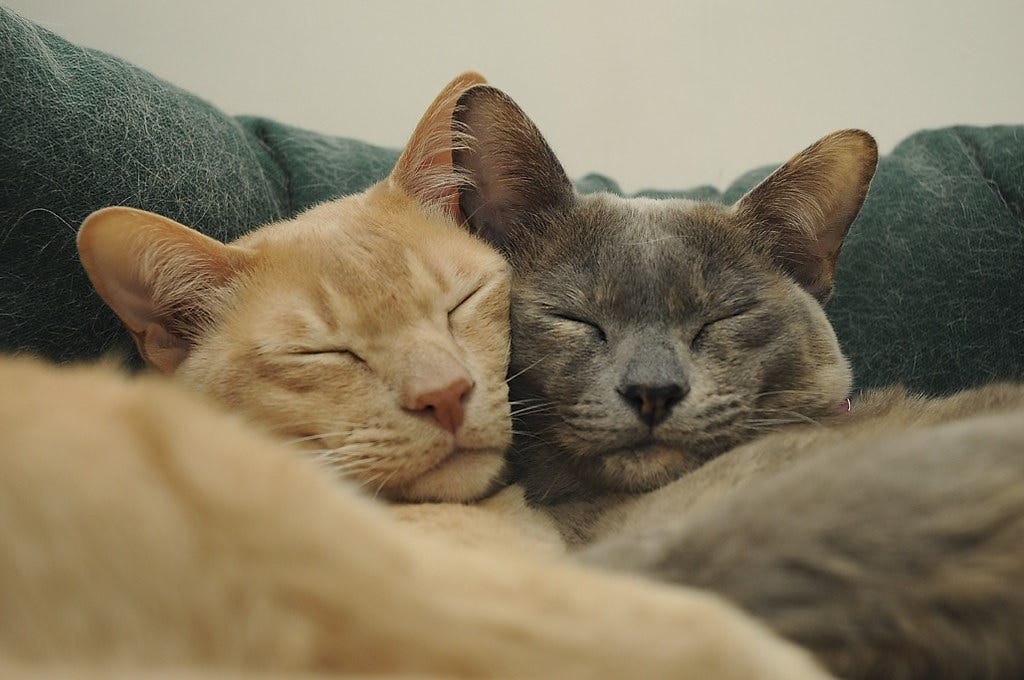 A ginger cat and a grey cat snuggle, their heads pressed together and their eyes closed. A ginger cat and a grey cat snuggle, their heads pressed together and their eyes closed.