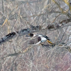 From Winter Trails to Spring Plans: A Snapshot of Nature and Community in Grey-Bruce from OSFN