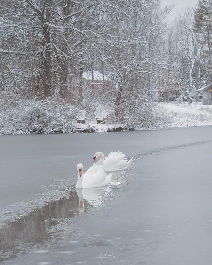 This may contain: a white swan swimming on top of a frozen lake next to trees and snow covered ground This may contain: a white swan swimming on top of a frozen lake next to trees and snow covered ground