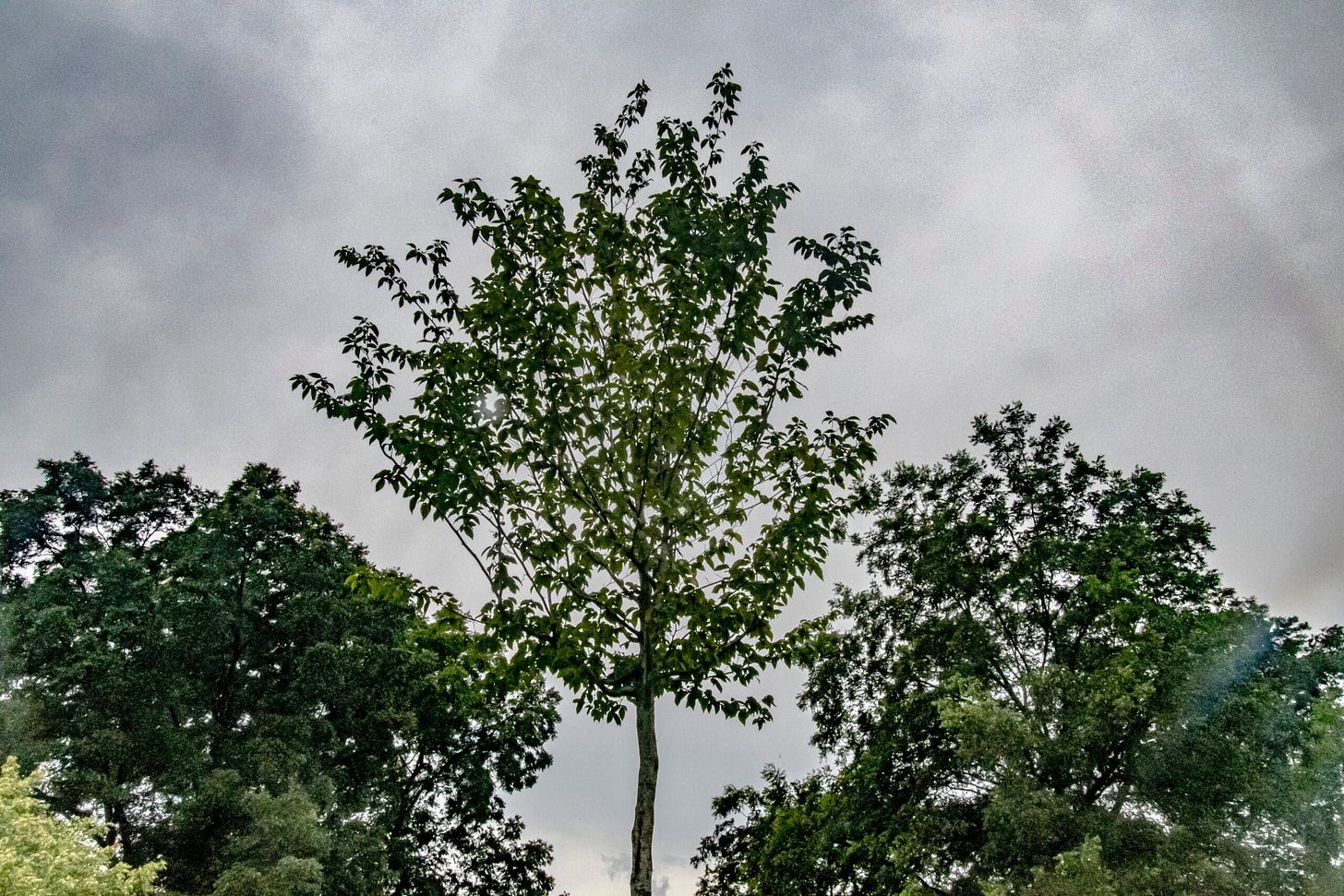 A tree grows in Birmingham, one of dozens planted in the East Thomas neighborhood before the World Games in 2022. Credit: Lee Hedgepeth/Inside Climate News. A tree grows in Birmingham, one of dozens planted in the East Thomas neighborhood before the World Games in 2022. Credit: Lee Hedgepeth/Inside Climate News.