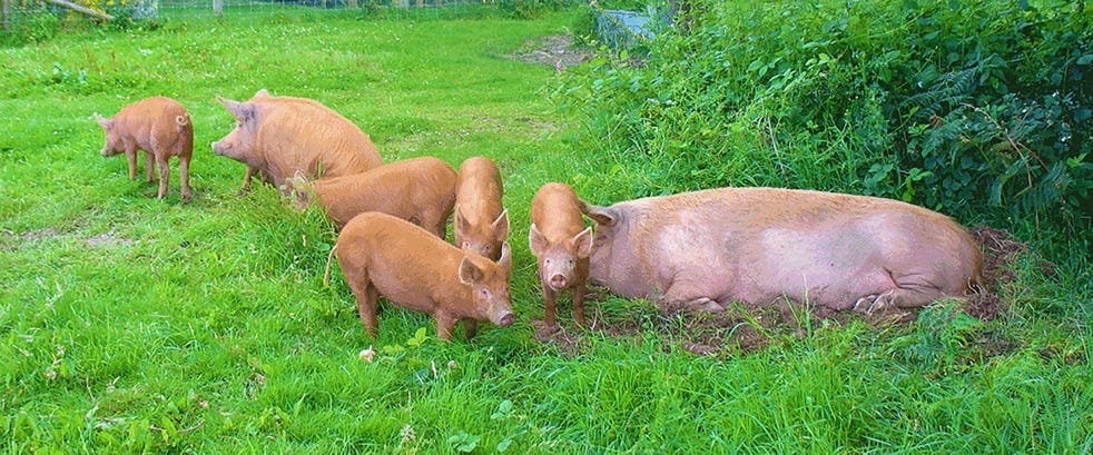 A group of pigs in a field
Description automatically generated A group of pigs in a field
Description automatically generated