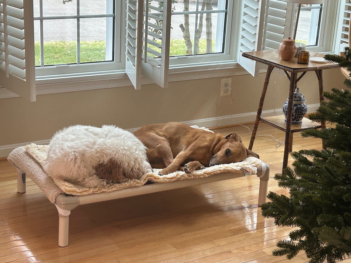 lucy and honey share a dog bed