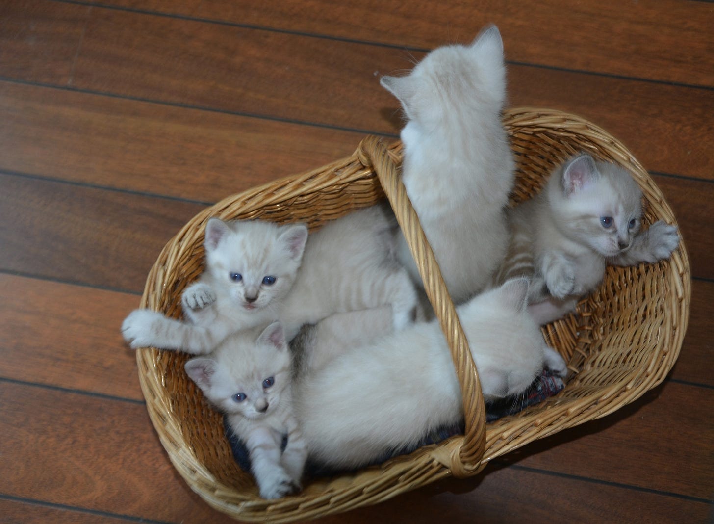 Kittens, Cats, Nature