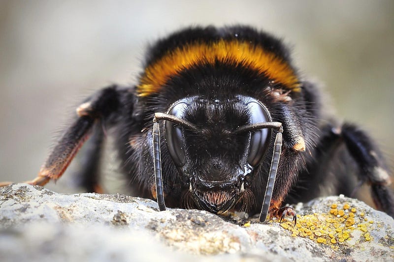 A close up of a bumblebee A close up of a bumblebee