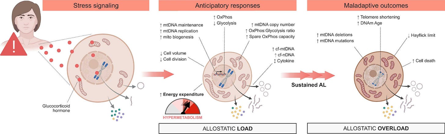 Image of stress signal, response and outcomes