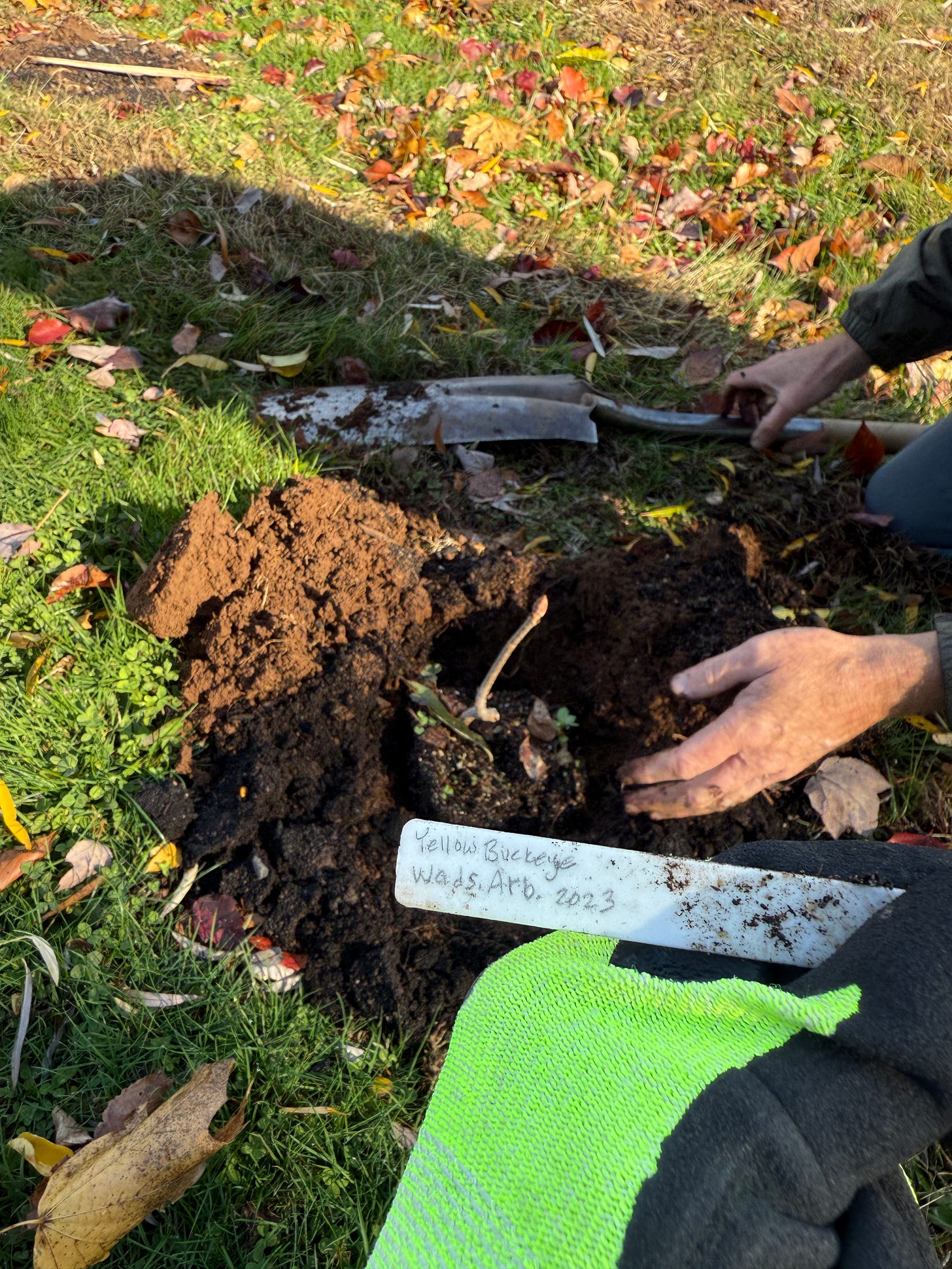 Yellow Buckeye or Aesculus flava in Latin. 
