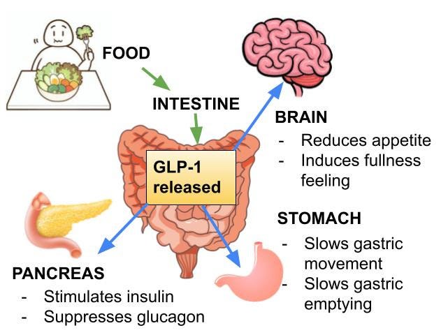 GLP-1 | Summary