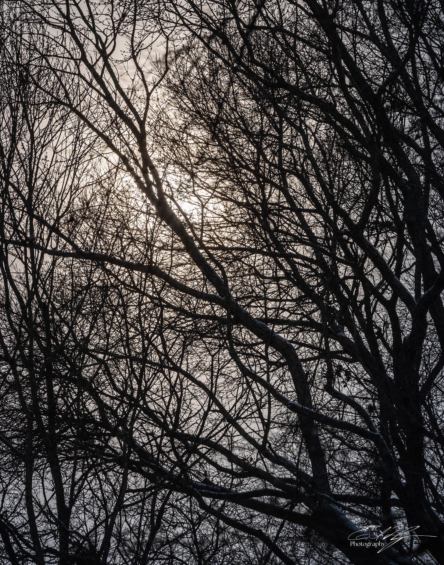 Silhouetted tree branches on a snowy day in Athens, Ga