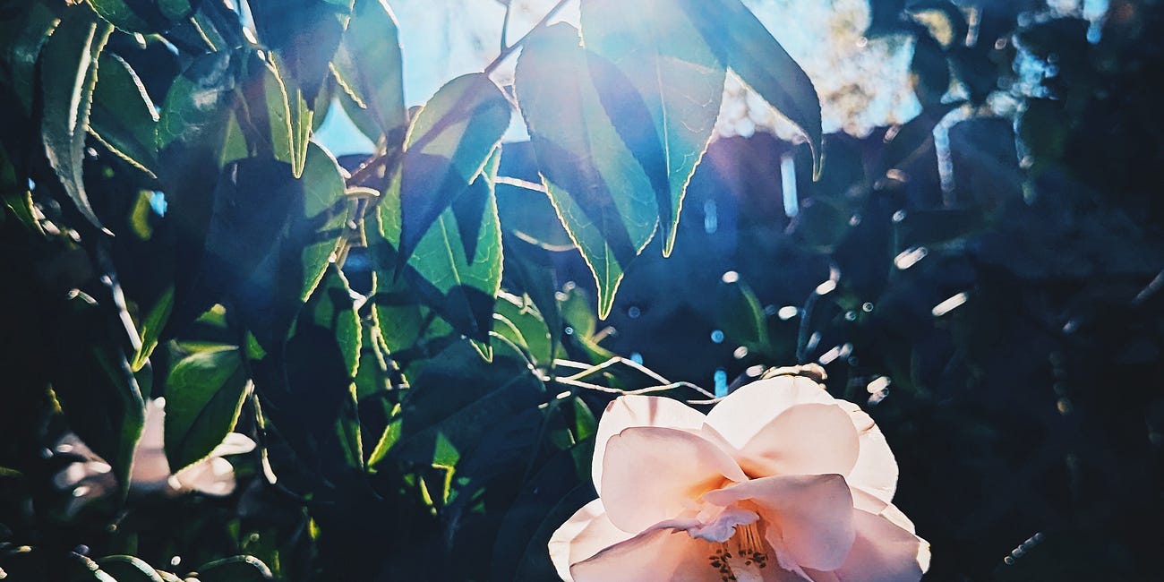 Let the Co-Creative Dreamweaving Commence