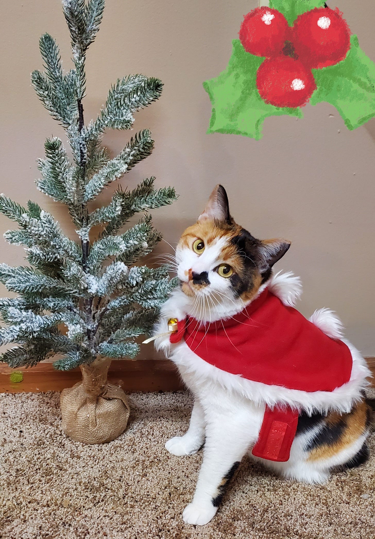 a calico cat dressed in a holiday cape sitting next to a frosted evergreen tree