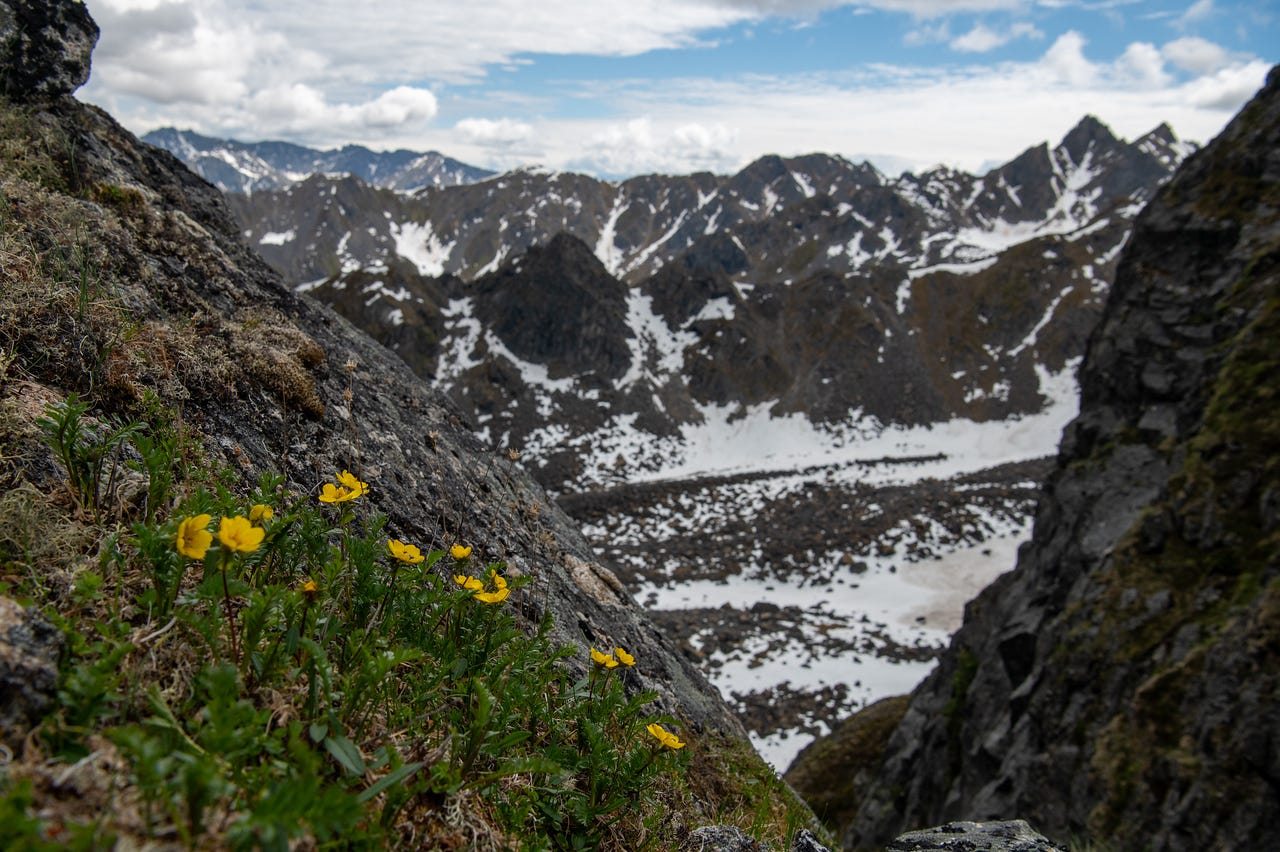 Yellow Ross' avens flowers with five rounded petals bloom from a mat of feathery green leaves on a steep rock slope in the left foreground. Beyond them, the view drops into a high bowl of snow-covered talus ringed by dark pyramid peaks streaked with snow, under a sky of mixed blue and cloud. The flowers are sharp; the mountains soft behind. Yellow Ross' avens flowers with five rounded petals bloom from a mat of feathery green leaves on a steep rock slope in the left foreground. Beyond them, the view drops into a high bowl of snow-covered talus ringed by dark pyramid peaks streaked with snow, under a sky of mixed blue and cloud. The flowers are sharp; the mountains soft behind.