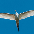 Flight, the Memoir: A Year in Search of a Passionate Life