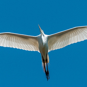 Flight, the Memoir: A Year in Search of a Passionate Life