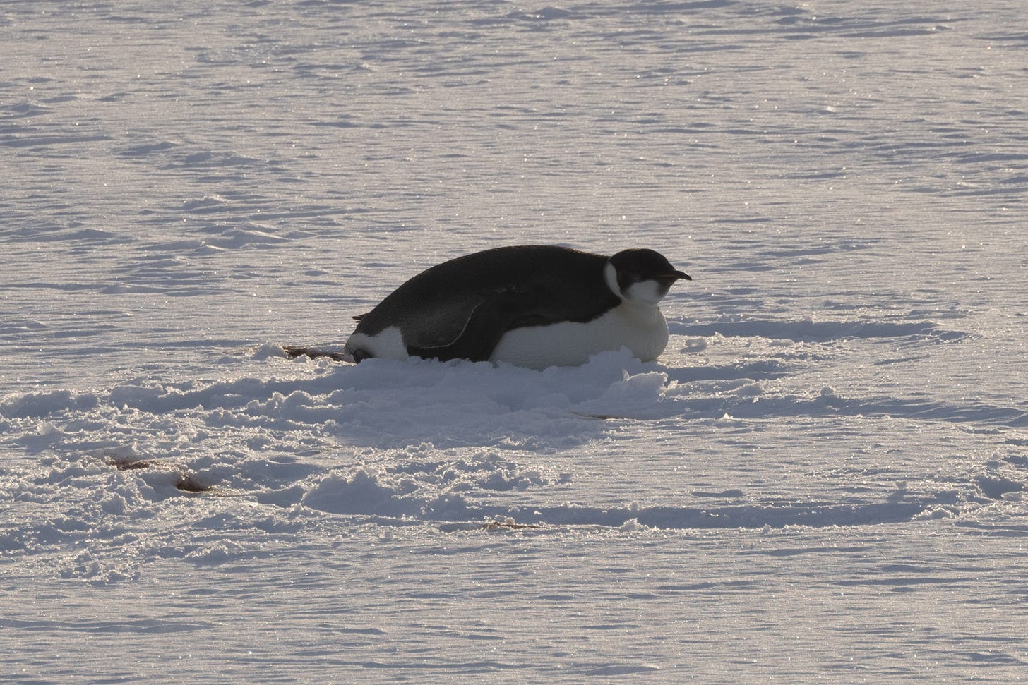 a fat emperor penguin sitting in a round circle of snow of its own creation.