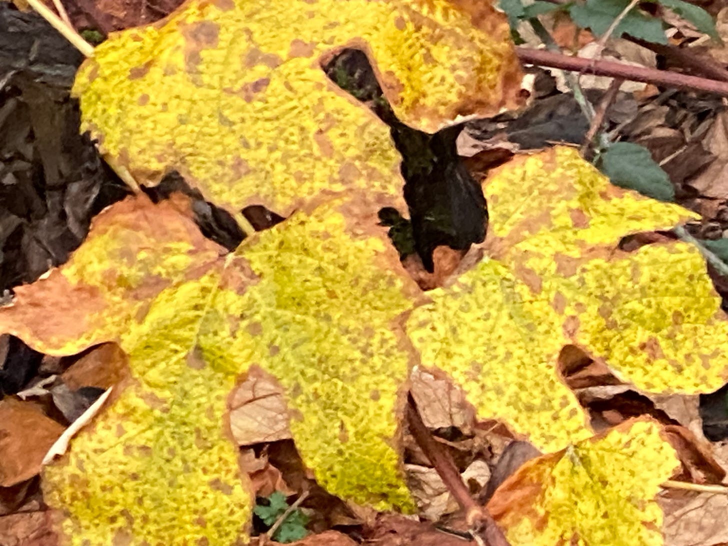 Golden fallen leaves