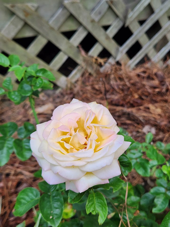 Zinnias, calibrachoa, petunias, roses, cannas, coral bells