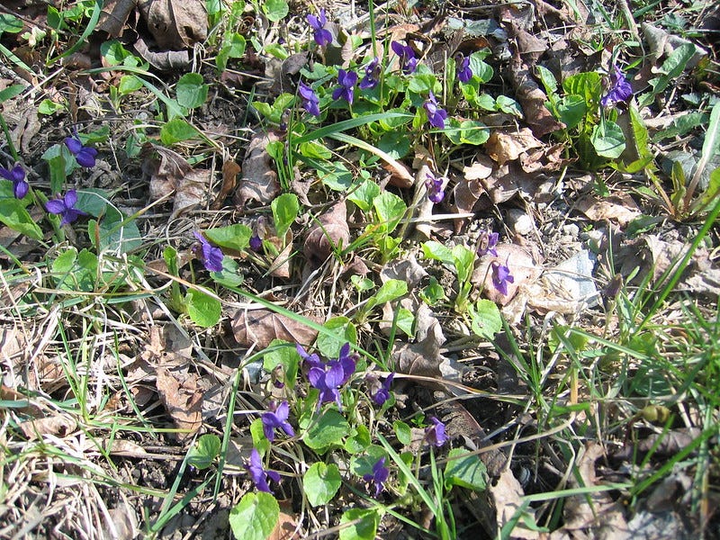 VERS: Táncoló ibolyák - POEM: Dancing violets