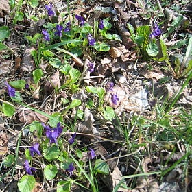 VERS: Táncoló ibolyák - POEM: Dancing violets