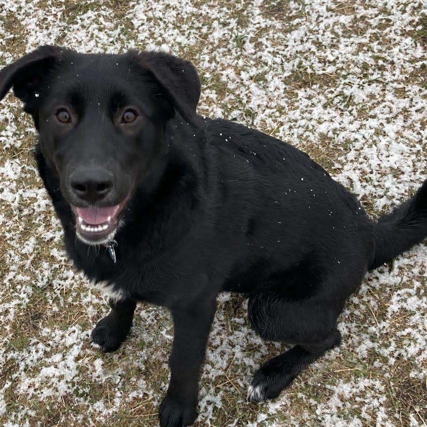 The Renegade Retiree