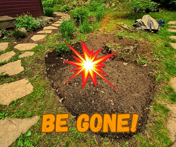 Cartoon image of a bomb exploding a patch of periwinkle.