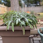 How To Grow Perennial Foods in Pots