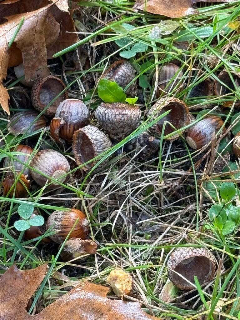 A group of acorns in grass

AI-generated content may be incorrect.