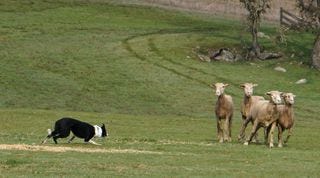 Collie and Sheep 2 Collie and Sheep 2