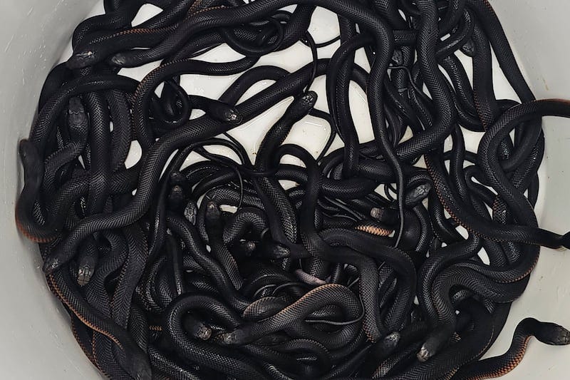 More than 100 venomous snakes removed from Australian man's garden – The  Irish News