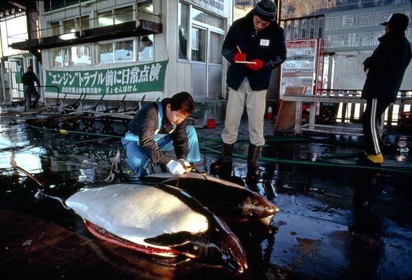 honshu-dalls-porpoises-dolphin-hunt_11623_600x450