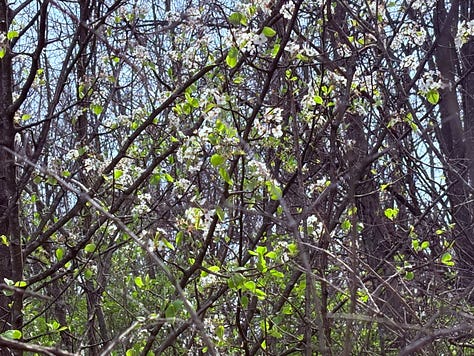 Various spring flowers from white to pink blossoming.