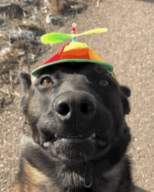 Propeller Hat GIF - Propeller Hat Dog - Discover & Share GIFs Propeller Hat GIF - Propeller Hat Dog - Discover & Share GIFs