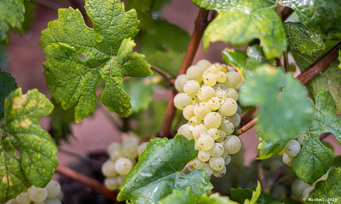Bourgogne Aligoté Les Chagniots : Becky Wasserman & Co.