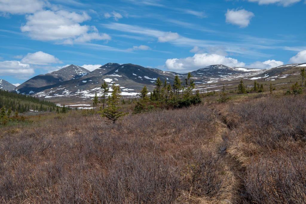 A narrow boot-worn path leads through low brown brush toward a row of rounded peaks still patched with snow, scattered spruce in the middle distance under a blue sky with thin high cloud.